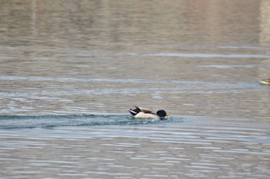 Yeşil başlı yaban ördeği gölette yüzüyor, arkasında su izleri var..