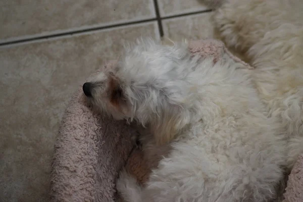 Pequeño Perro Cachorro Blanco Descansando Cama Sobre Piso Baldosas Blancas — Foto de Stock