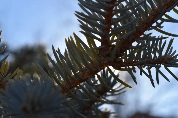 Firavun ağaç dalı, mavi gökyüzü arkaplanı ile yakın plan.