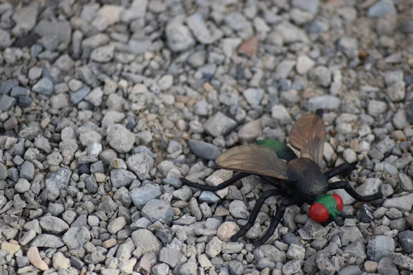 Yeşil ve siyah oyuncak, kırmızı gözlü, dışarıdaki çakıl taşlarında uçar..