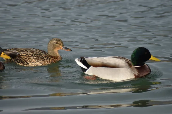 İki ördek su birikintisi yüzeyinde aşkla yüzüyor..
