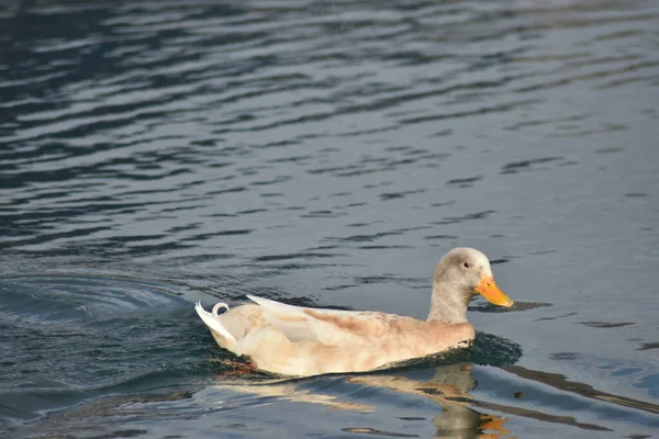 Dirty White Duck Swimming Elegant Cool Pond — Stock Photo, Image