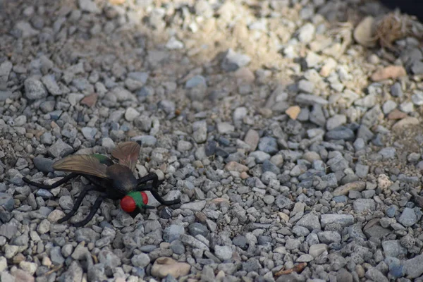 Yeşil başlı ve çakıllı kırmızı gözlü büyük bir sinek oyuncağı..
