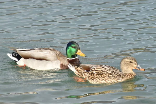 Δύο Πάπιες Mallard Μία Πράσινο Κεφάλι Κολυμπάνε Δροσερή Λίμνη — Φωτογραφία Αρχείου