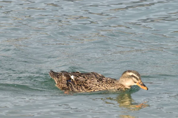 Canard Colvert Solitaire Brun Nageant Dans Étang — Photo