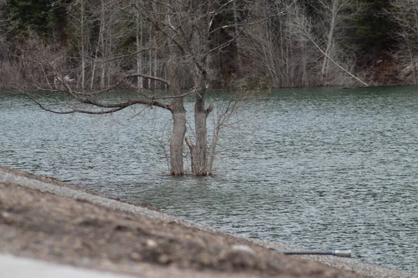 Two White Trees Leaves Surrounded Lake Water — Stock Photo, Image