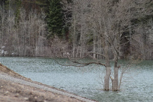 湖に囲まれた二本の木 — ストック写真