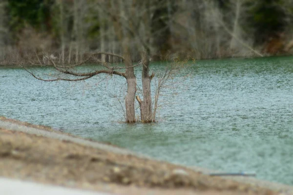 Twee Bomen Diep Meer Water Naast Kust — Stockfoto