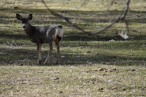 Cerf Mulet Brun Vivant Dans Pré Montagne Verdure — Photo