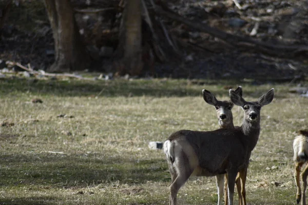 三头骡鹿在山地草地上寻找入侵者 — 图库照片