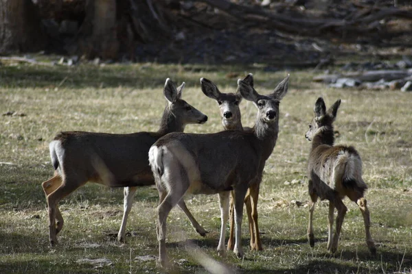Yeşil dağ çayırlarında dört sevgili.