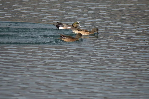 三只鸭子可爱地在一个美丽的池塘里一起游泳 — 图库照片