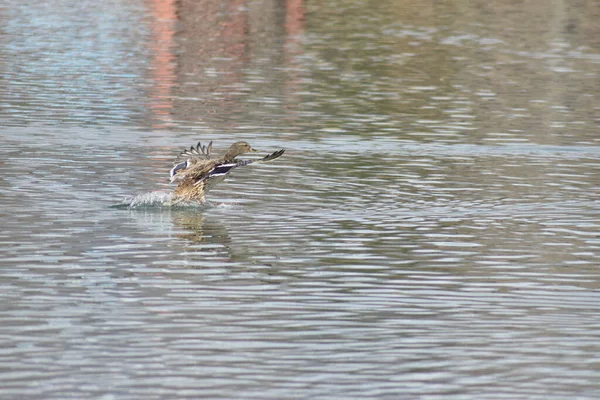 Duck landing in cool water with amazing reflections.