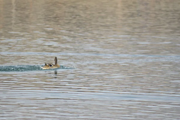 İnişten hemen sonra havuzda yüzen tek kahverengi yaban ördeği..