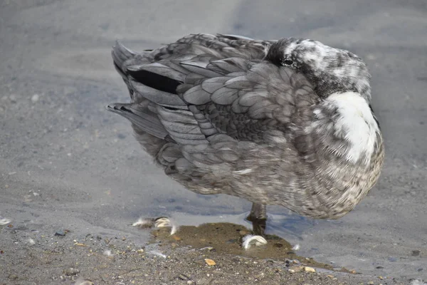 Pato Gris Con Plumas Pie Una Pierna Durmiendo Línea Costa —  Fotos de Stock