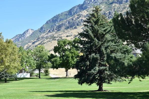 Çam ağaçları ve yaprak döken ağaçlarla dolu çayır parkı..