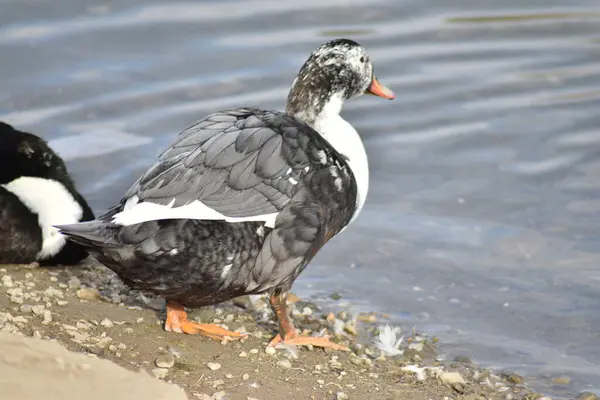 Canard Contemplant Eau Vaut Pas Peine Aller Dans — Photo