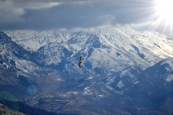 Mouette Volant Devant Une Montagne Bleue Blanche Avec Une Fusée — Photo