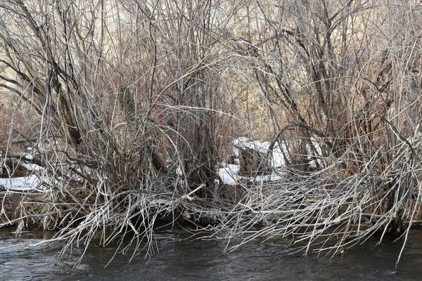 Сухі Кущі Кінцівки Березі Річки Холодну Зиму — стокове фото