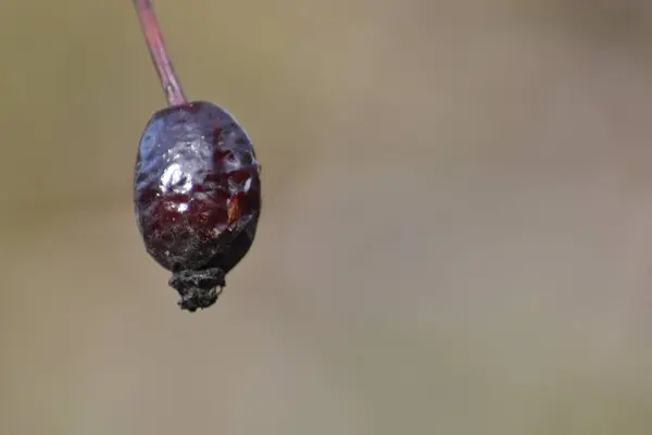 Fruto Rojo Salvaje Solitario Colgando Una Pequeña Rama Árbol — Foto de Stock