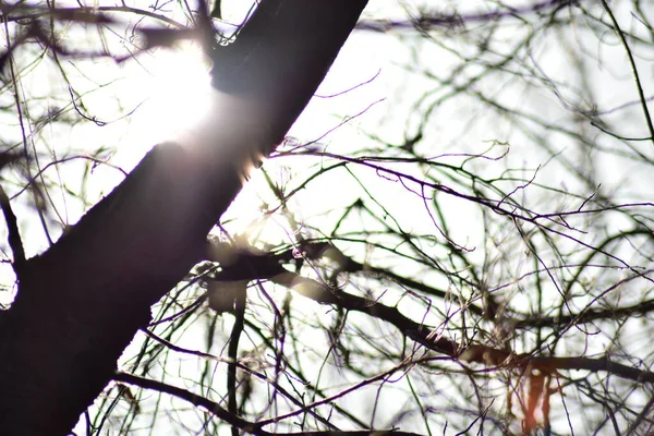 Sun ray peering over tree and in between branches.