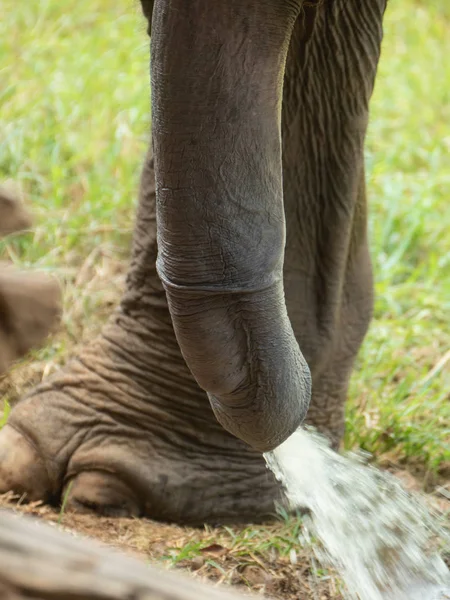Asiatischer Elefantenpenis — Stockfoto