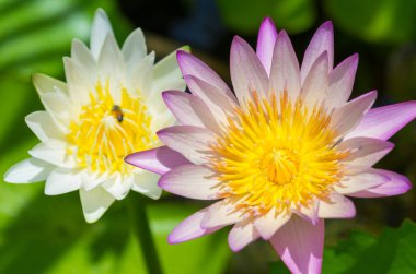 pembe nilüfer çiçeği.