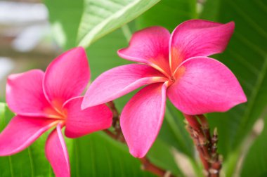 Derin pembe plumeria.