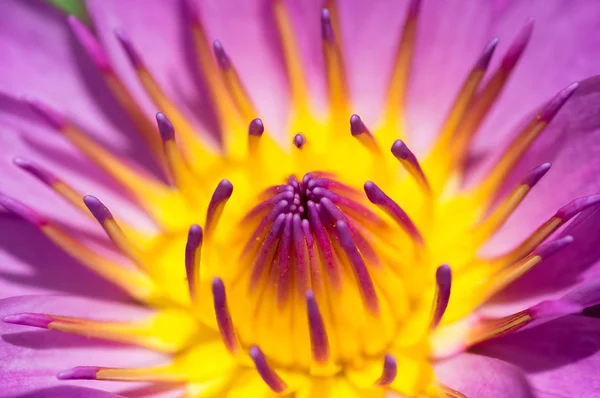 Beautiful pink water lily flower. — Stock Photo, Image