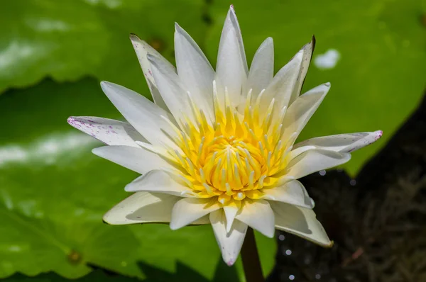 Giglio d'acqua bianca fiore . — Foto Stock