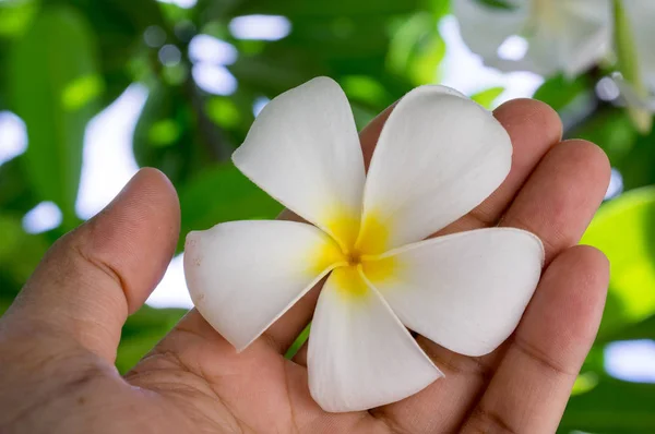 Mano in possesso di un fiore di plumeria tropicale . — Foto Stock