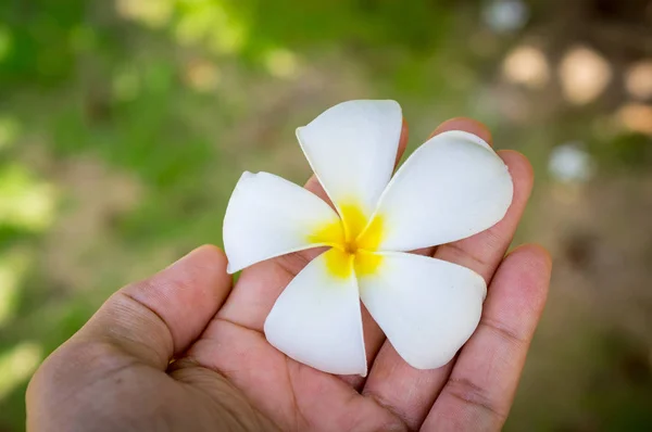 hand holding a tropical plumeria flower.