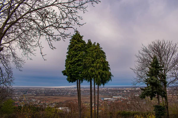 Doi Copaci Izolați Oraș Fundal Într Toamnă Tulbure — Fotografie, imagine de stoc