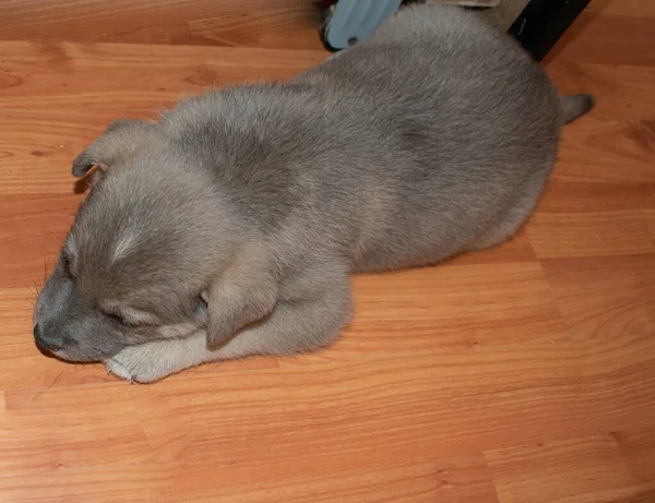 Cachorro Gris Con Ojos Azules Esta Una Mascota Familiar Muy —  Fotos de Stock