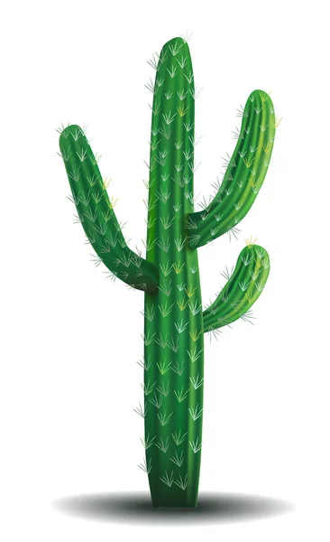 A cactus on a white background — Stock Illustration A cactus on a white background Royalty Free Stock Illustrations