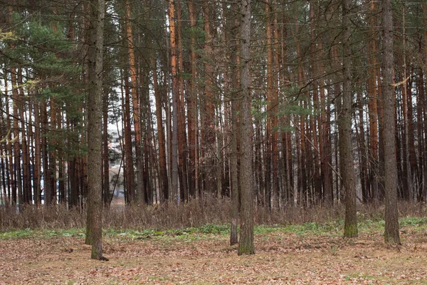 Sonbaharın sonlarında orman ve park