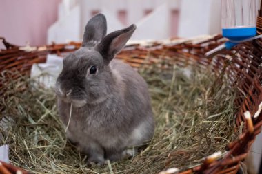 Bir kafede yaşayan tavşanlar.