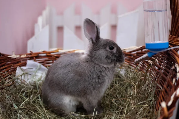 Kaninchen Leben Einem Café — Stockfoto