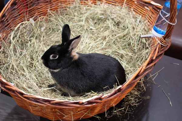 Kaninchen Leben Einem Café — Stockfoto