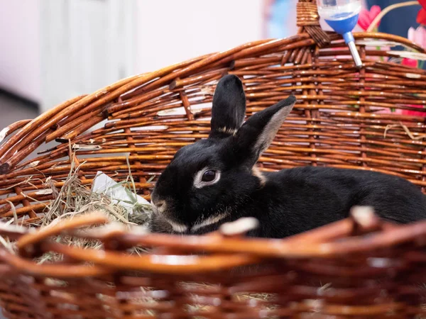 Kaninchen Leben Einem Café — Stockfoto