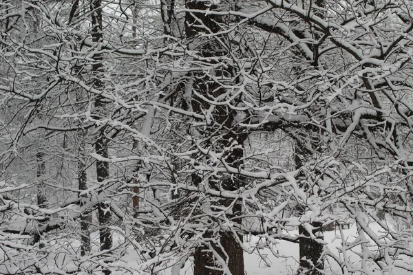 Trees Park Snowfall — Stock Photo, Image