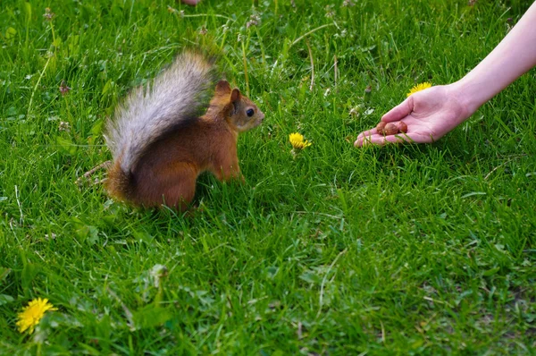 Ardilla alimentándose de la mano en una medow verde —  Fotos de Stock