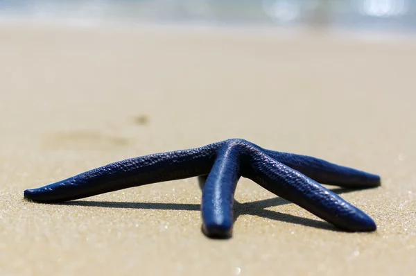 Blauwe zeester op het witte zand zonnige dag — Stockfoto