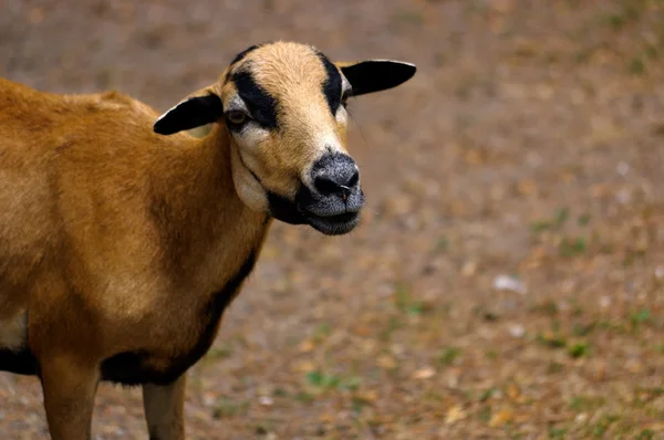 Braune Ziege weidet auf einem Feld, Schafe — Stockfoto