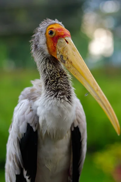 A fehér gólya, ciconia, esős napon közeli képe. — Stock Fotó