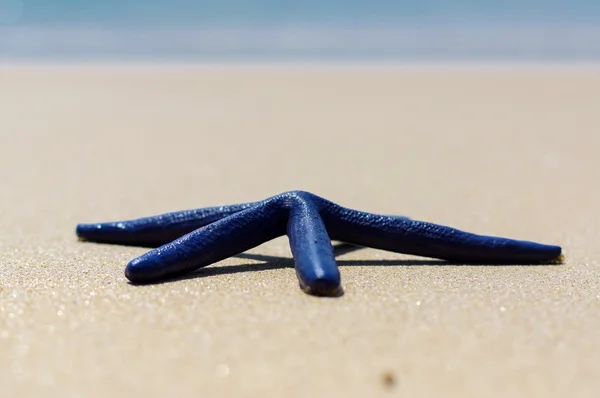 Blauwe zeester op het witte zand zonnige dag — Stockfoto