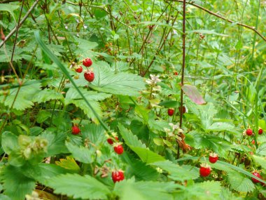 Yakın çekim, orman arka plan üzerinde yabani çilek bush olgun çilek ve yeşil yapraklar