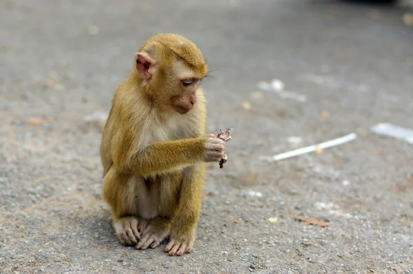 Joven mono macaca sentado en piedra jugando con algo en sus manos . — Foto de Stock