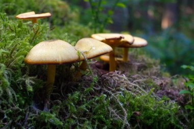 suillus bovinus olarak da bilinen Jersey ormanında büyüyen 