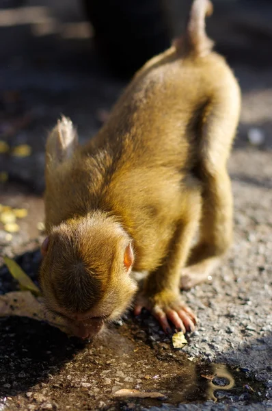Macaca joven mono beber agua del suelo . — Foto de Stock